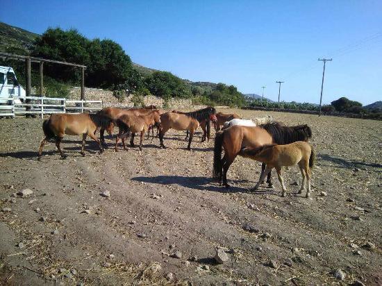 Mouries Farm