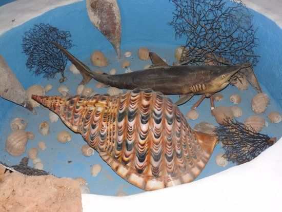 Sea World Museum Valsamidis