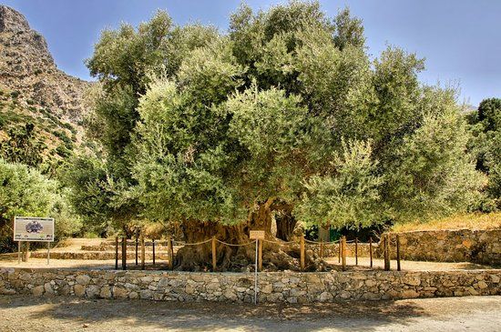 Azorias Ancient Olive Tree