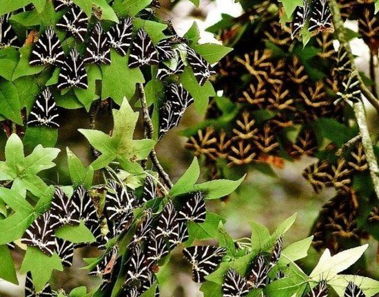 The Valley of the Butterflies