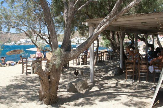 Nikolas Taverna