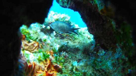 Amorgos Diving Center