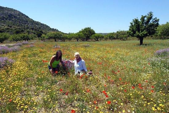 Flowers of Crete