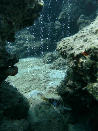 Active Divers