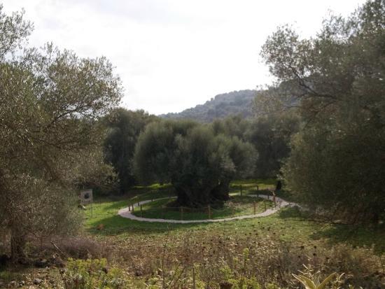 Monumental Olive Tree of Samonas