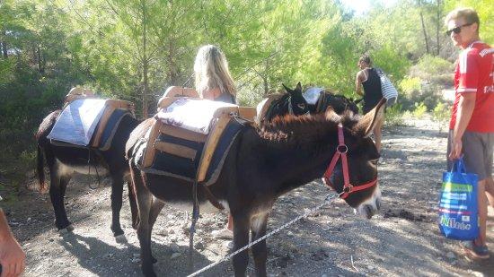 Donkey Cruise