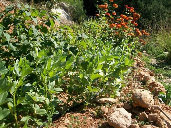 Agrokipos