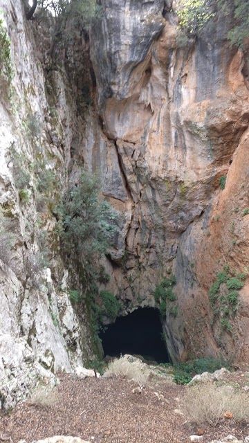 Kroustas Pine Bee Forest