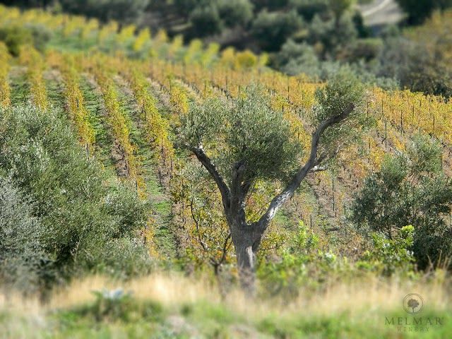 Melmar Winery