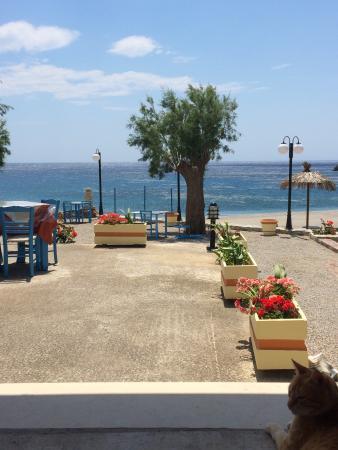 Taverna Delfini