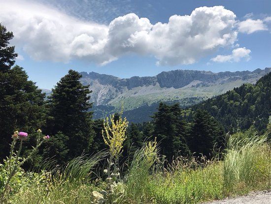 Forest Steni Evia